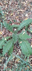 Cirsium scabrum