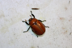 Pelidnota punctata