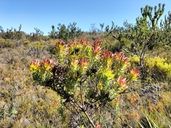 Leucadendron daphnoides