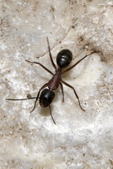 Camponotus ligniperda