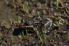 Leptodactylus