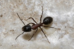 Camponotus ligniperda