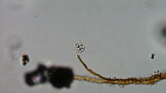Anthophysa
