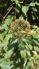 Bupleurum fruticosum