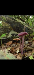 Laccaria amethystina