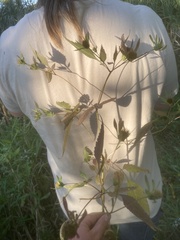 Bidens discoidea