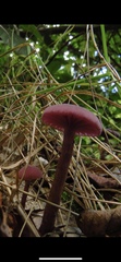 Laccaria amethystina