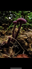 Laccaria amethystina