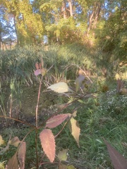 Bidens discoidea
