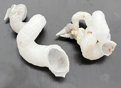 Vermicularia pellucida eburnea