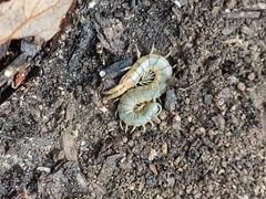 Scolopendra viridis