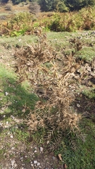 Cirsium vallis-demonii