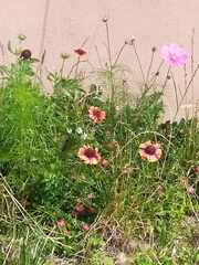 Gaillardia