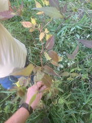 Bidens discoidea