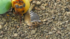 Hamadryas feronia