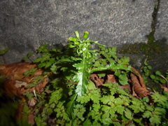 Senecio vulgaris
