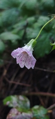 Geranium versicolor