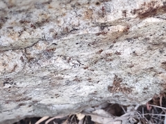 Liometopum apiculatum