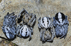 Stegodyphus lineatus