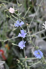 Cichorium
