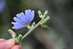 Cichorium