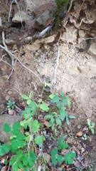 Aquilegia vulgaris