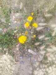 Heterotheca inuloides