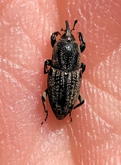 Sphenophorus venatus