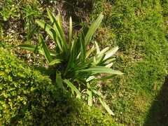 Hymenocallis littoralis
