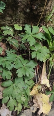 Petagnaea gussonei
