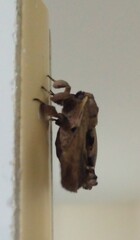 Bombycoidea