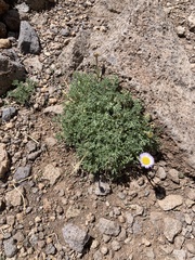 Erigeron compositus