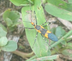 Zelus longipes