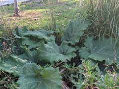 Arctium lappa