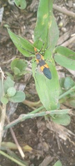 Zelus longipes