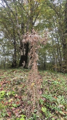 Cirsium vallis-demonii