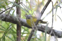 Myiothlypis basilica