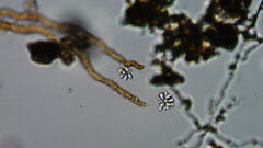 Anthophysa