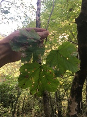 Acer opalus