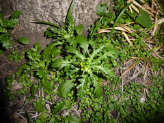 Senecio vulgaris