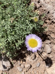 Erigeron compositus