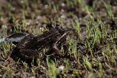 Leptodactylus
