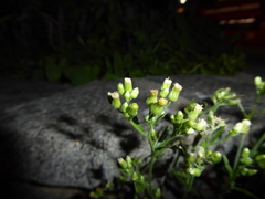 Erigeron sumatrensis