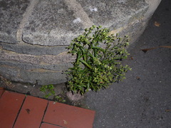 Erigeron sumatrensis
