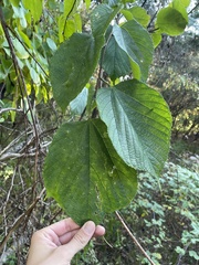Morus rubra