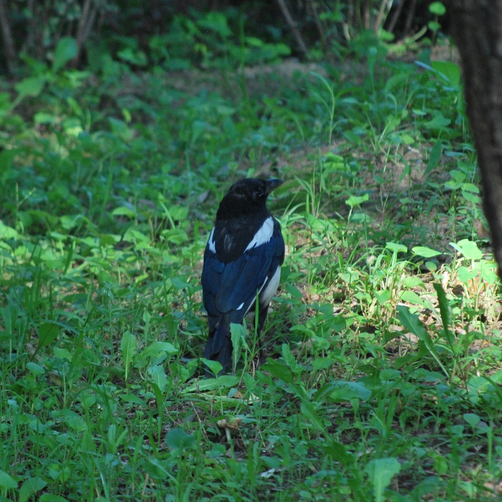 Oriental Magpie