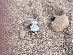 Dasymutilla sackenii