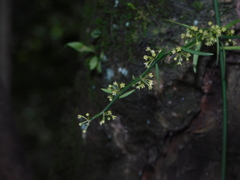 Orthosia