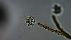 Anthophysa
