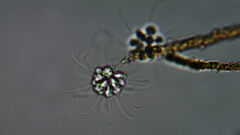 Anthophysa